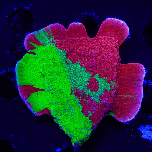 TSA Mind Meld Triple Grafted Montipora XL Frag Coral