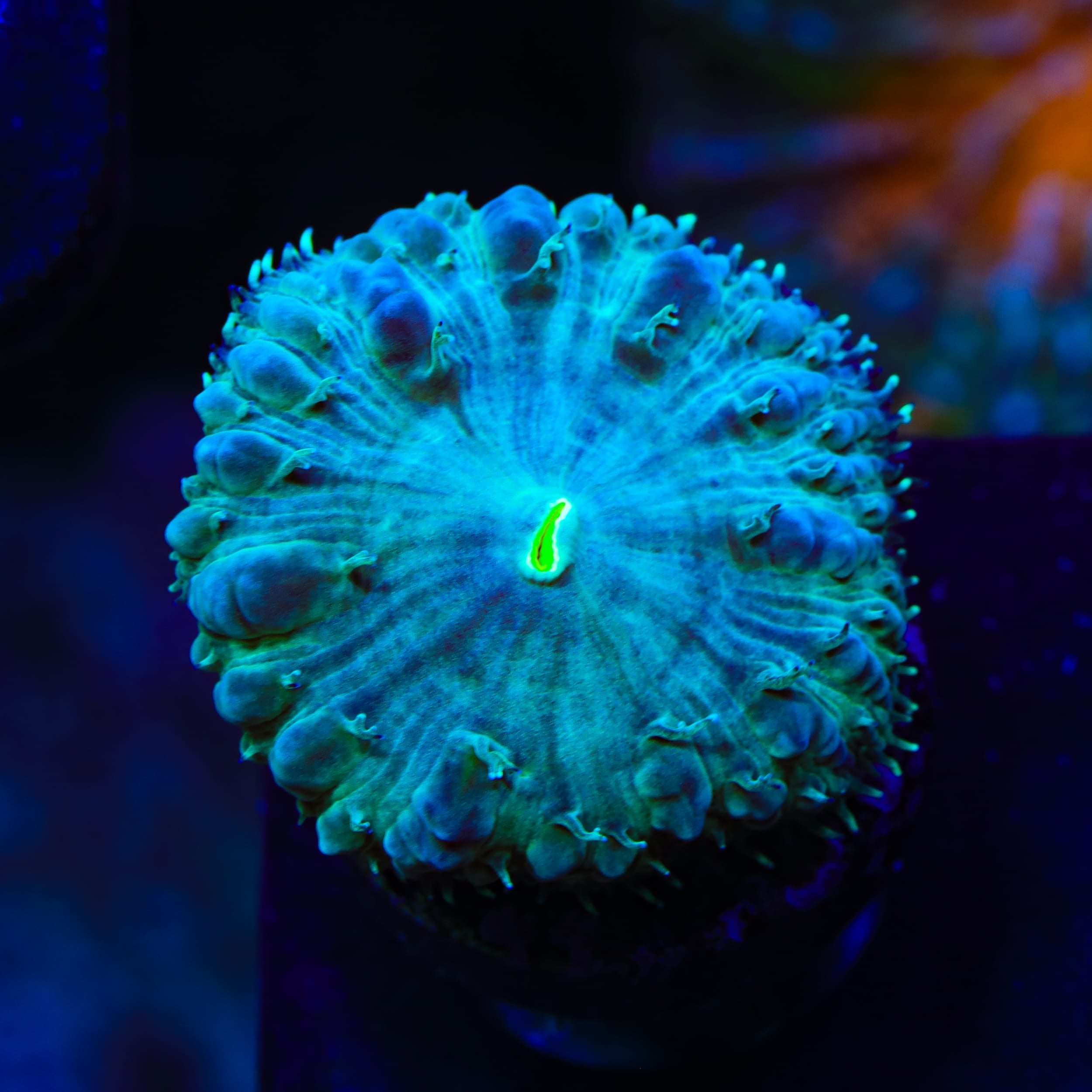 TSA Mint Blastomussa Coral