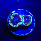 TSA Moonlight Ransom Zoanthids Coral