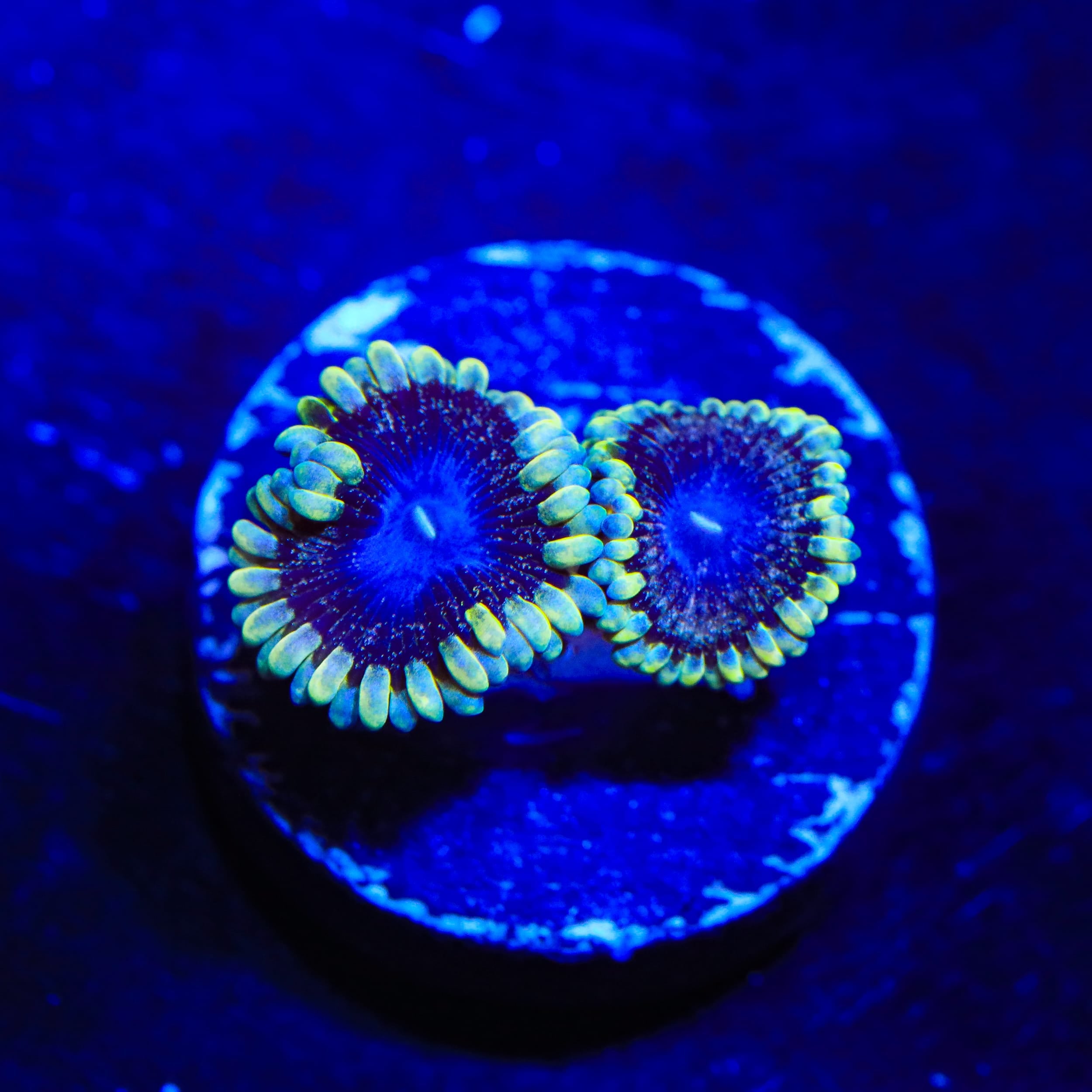 TSA Moonlight Ransom Zoanthids Coral