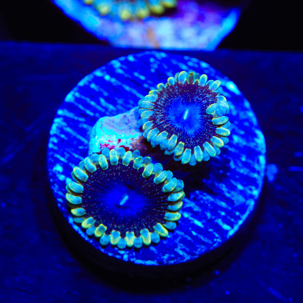 TSA Moonlight Ransom Zoanthids Coral