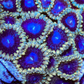 TSA Moonlight Ransom Zoanthids Coral
