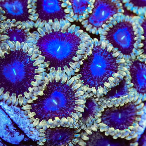TSA Moonlight Ransom Zoanthids Coral