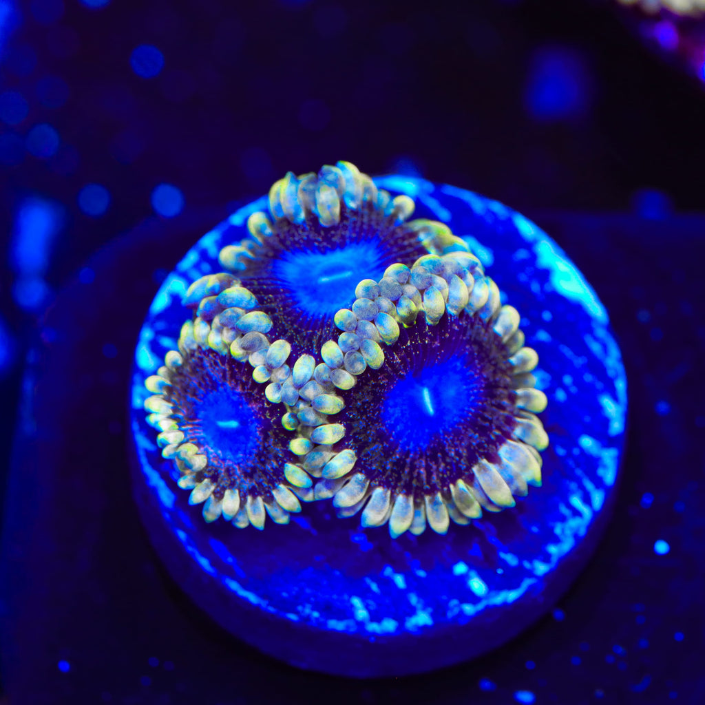 TSA Moonlight Ransom Zoanthids Coral