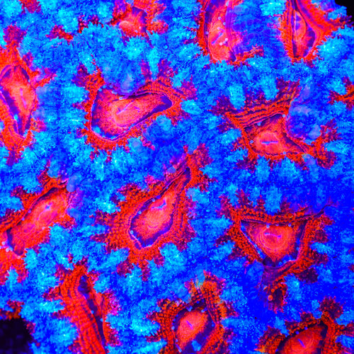 TSA Moonlit Acan Coral