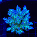 TSA Mossberry Acropora Colony Coral