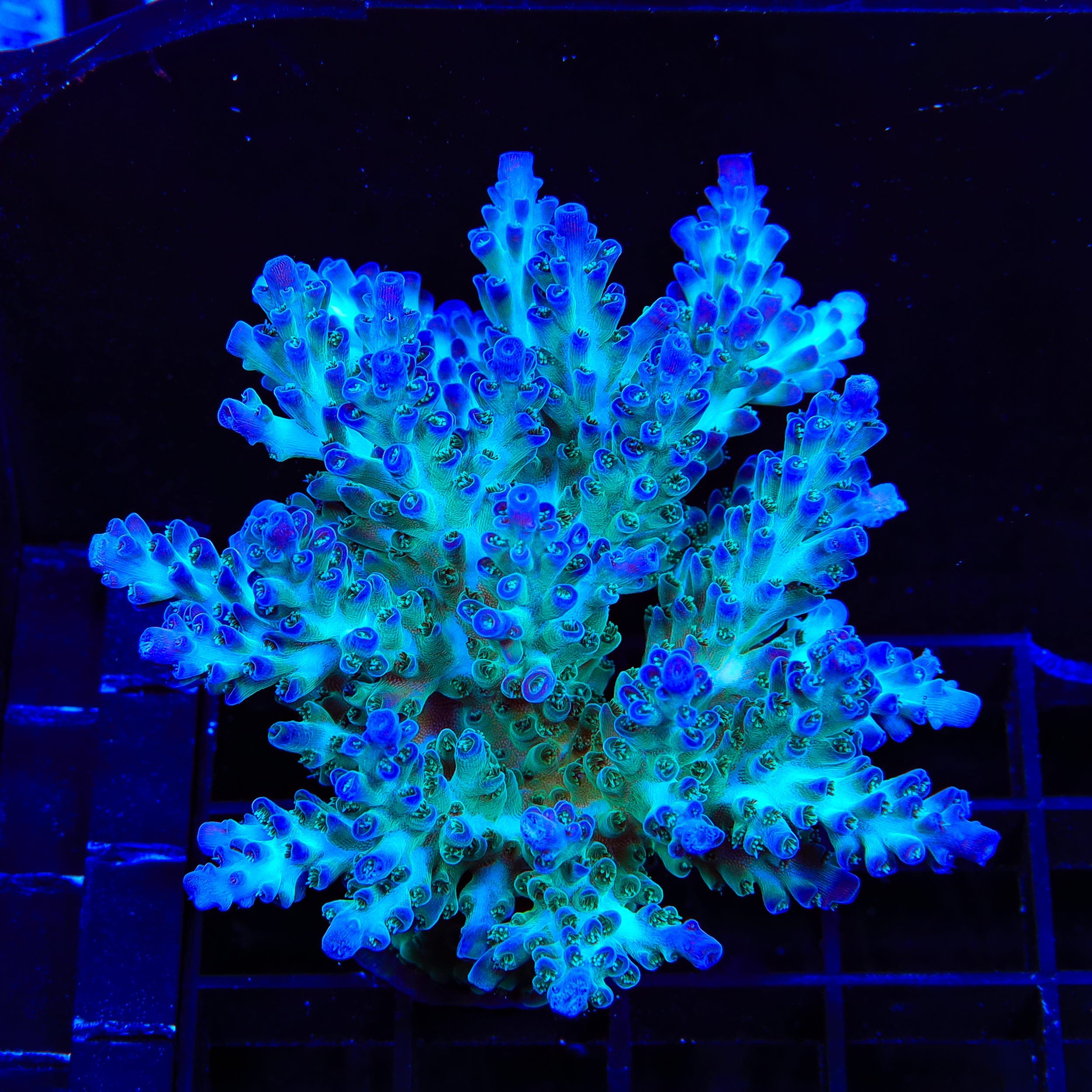 TSA Mossberry Acropora Colony Coral