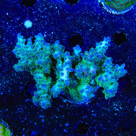 TSA Mossberry Acropora Coral