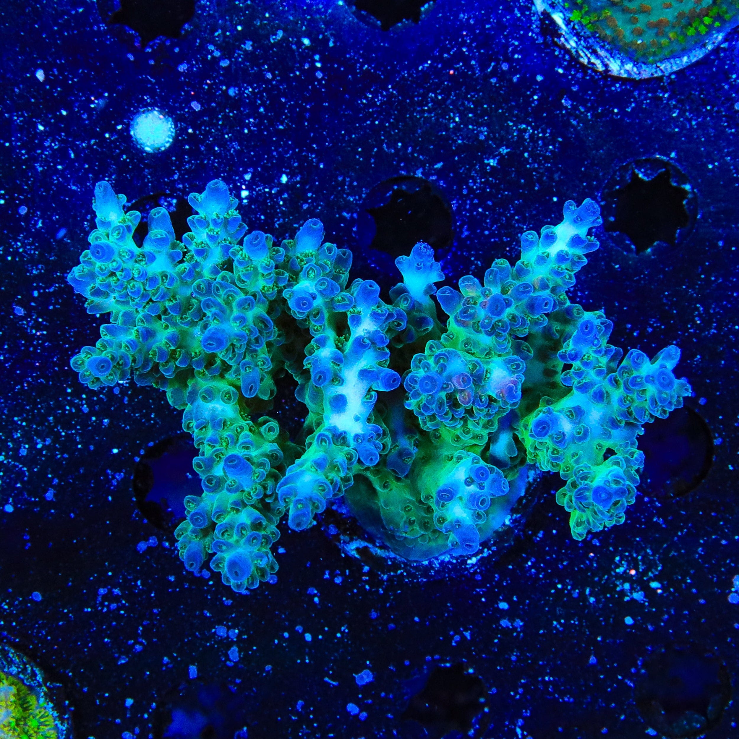 TSA Mossberry Acropora XL Frag Coral