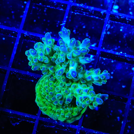 TSA Mossberry Acropora XL Frag Coral