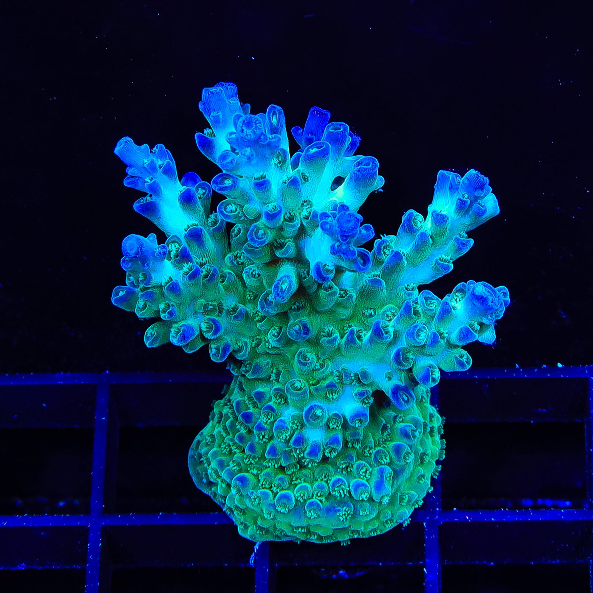 TSA Mossberry Acropora XL Frag Coral