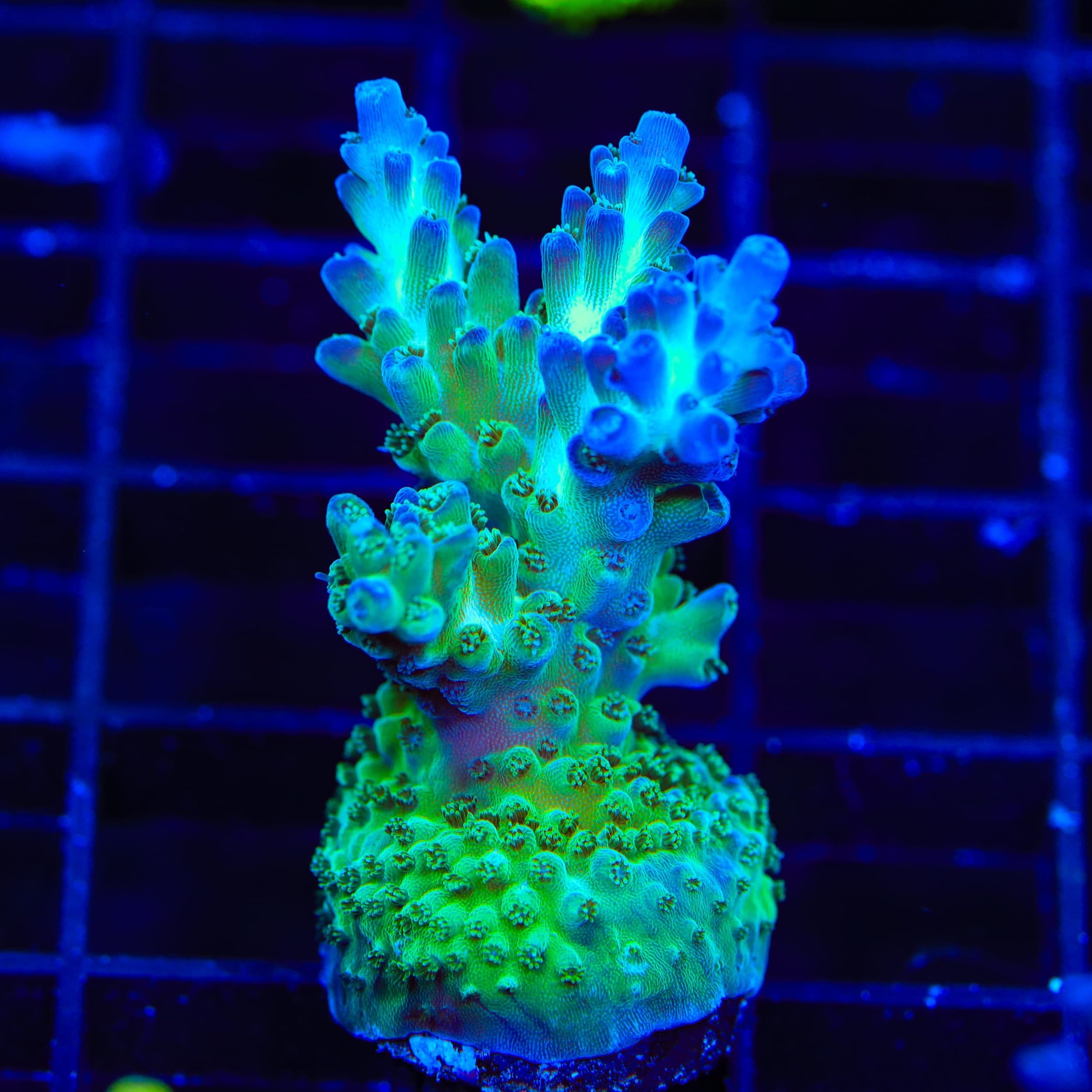 TSA Mossberry Acropora XL Frag Coral