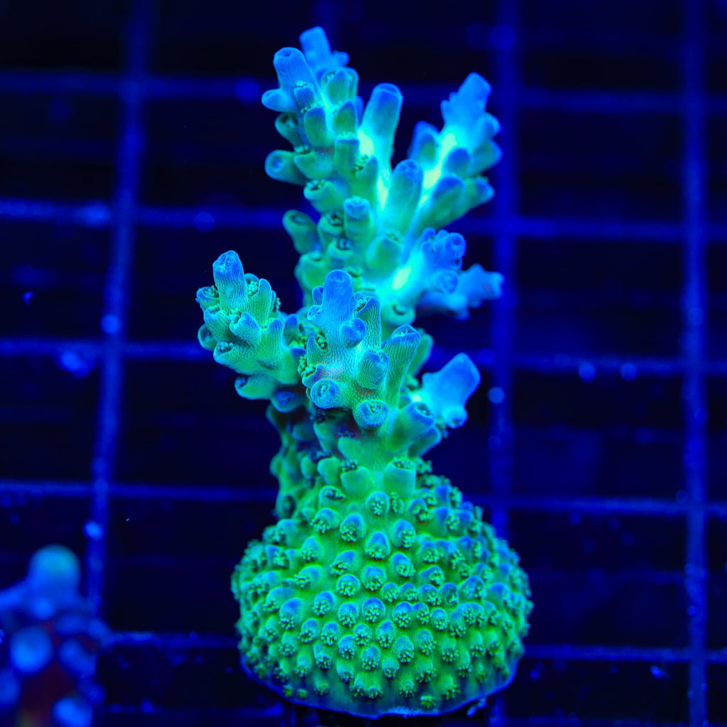 TSA Mossberry Acropora XL Frag Coral