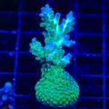 TSA Mossberry Acropora XL Frag Coral