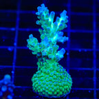 TSA Mossberry Acropora XL Frag Coral