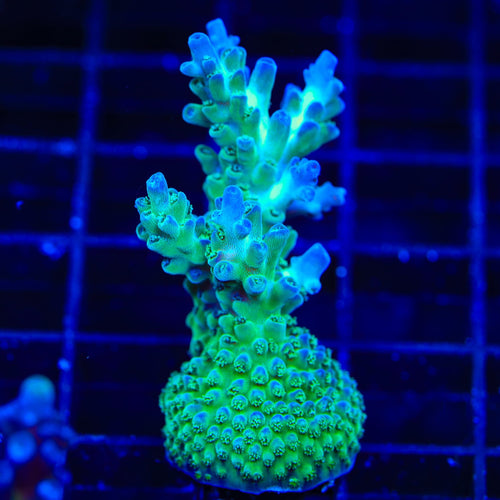 TSA Mossberry Acropora XL Frag Coral