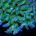 TSA Mossberry Acropora XL Frag Coral