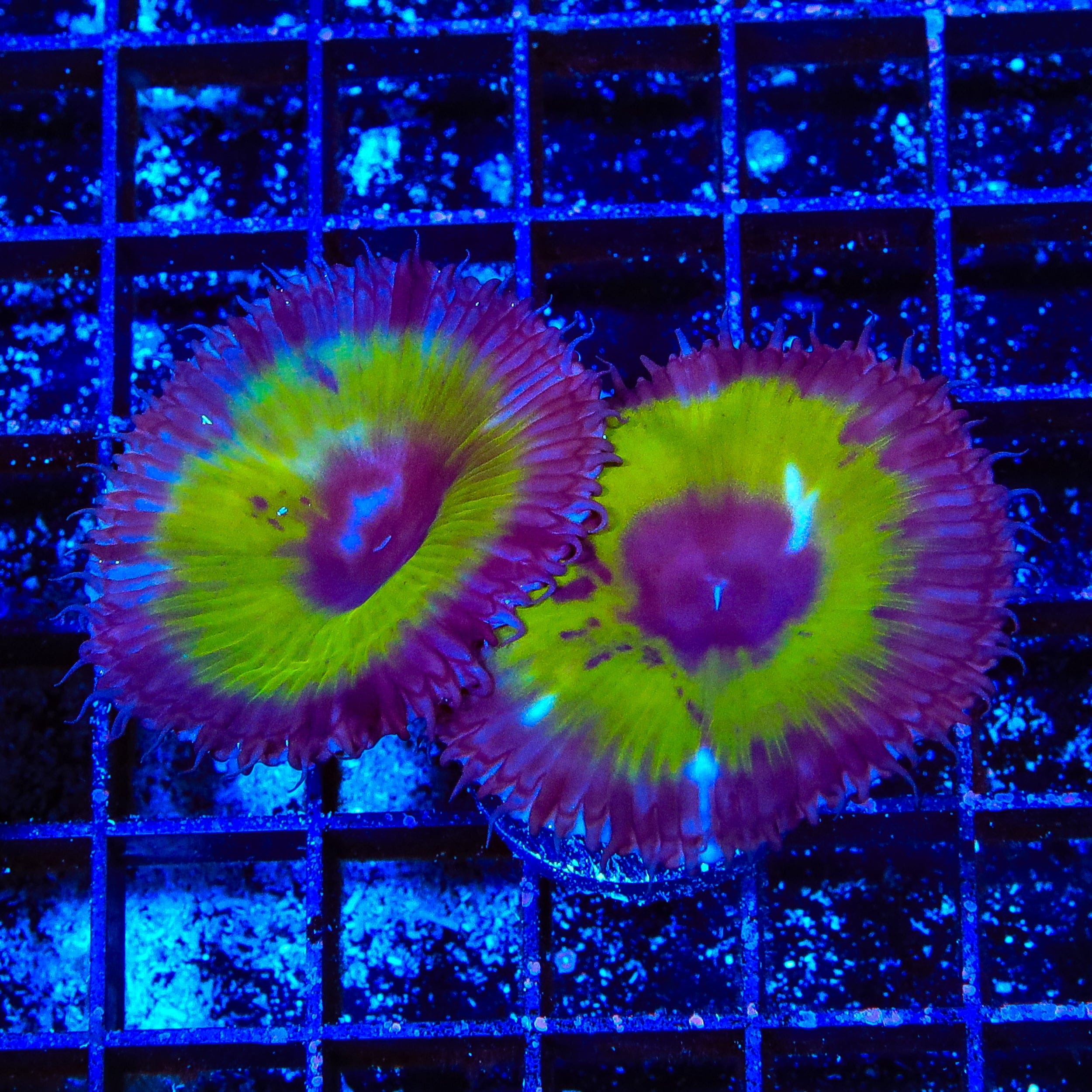 TSA Mystic Ivy Palythoa Grandis Coral
