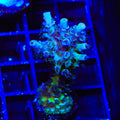 TSA Mystique Acropora XL Frag Coral