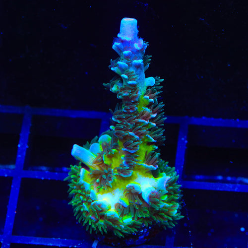 TSA Mystique Acropora XL Frag Coral