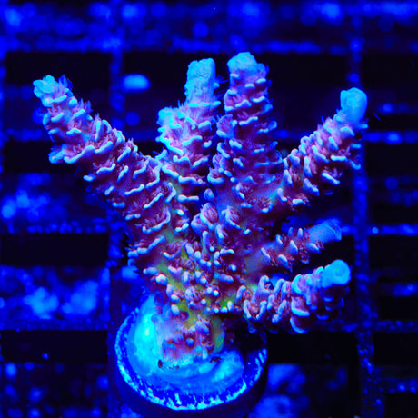 TSA Nebula Tenuis Acropora Coral