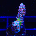 TSA Nebula Tenuis Acropora Coral
