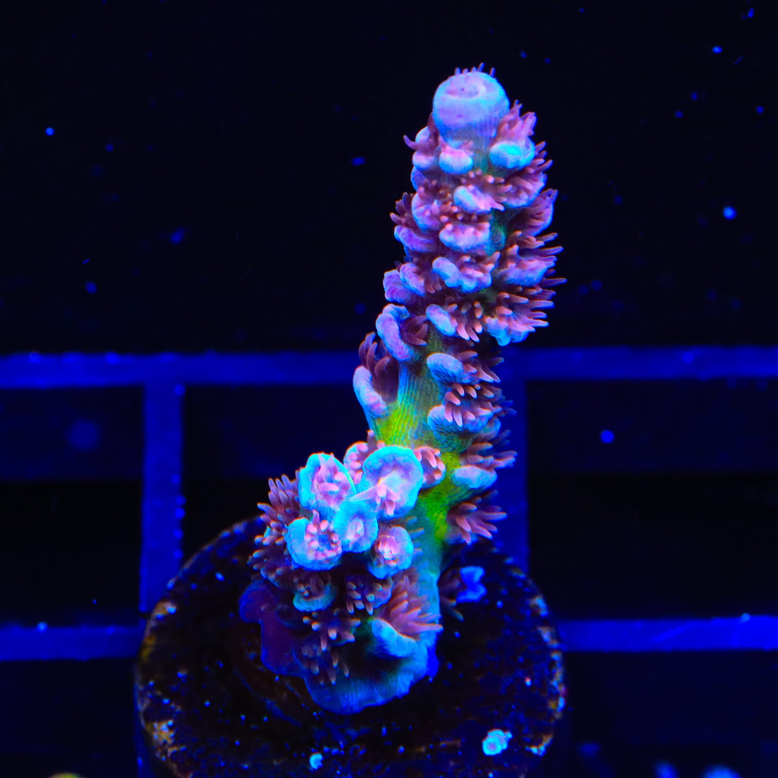 TSA Nebula Tenuis Acropora Coral