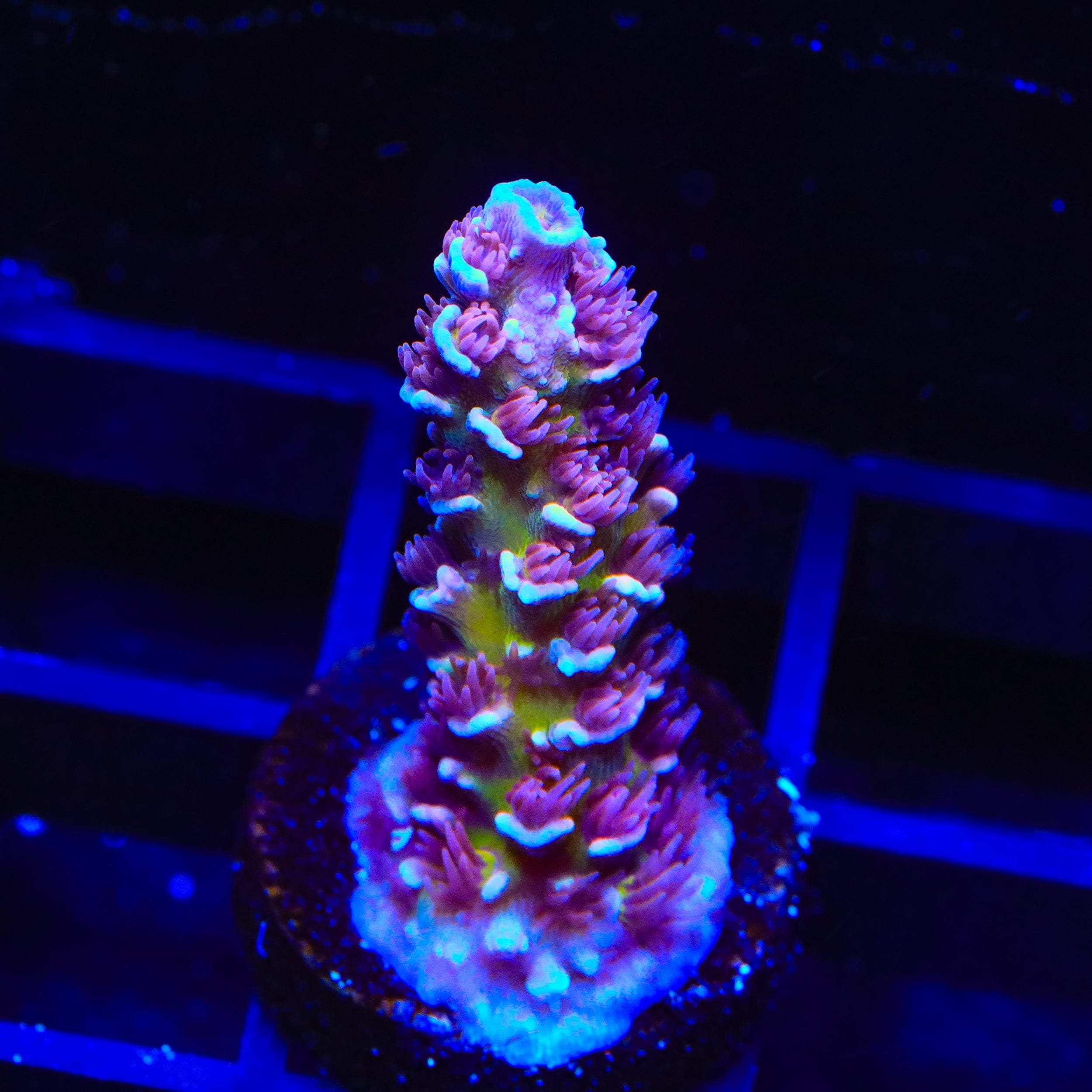 TSA Nebula Tenuis Acropora Coral