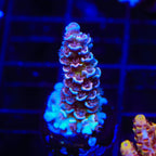 TSA Nebula Tenuis Acropora Coral
