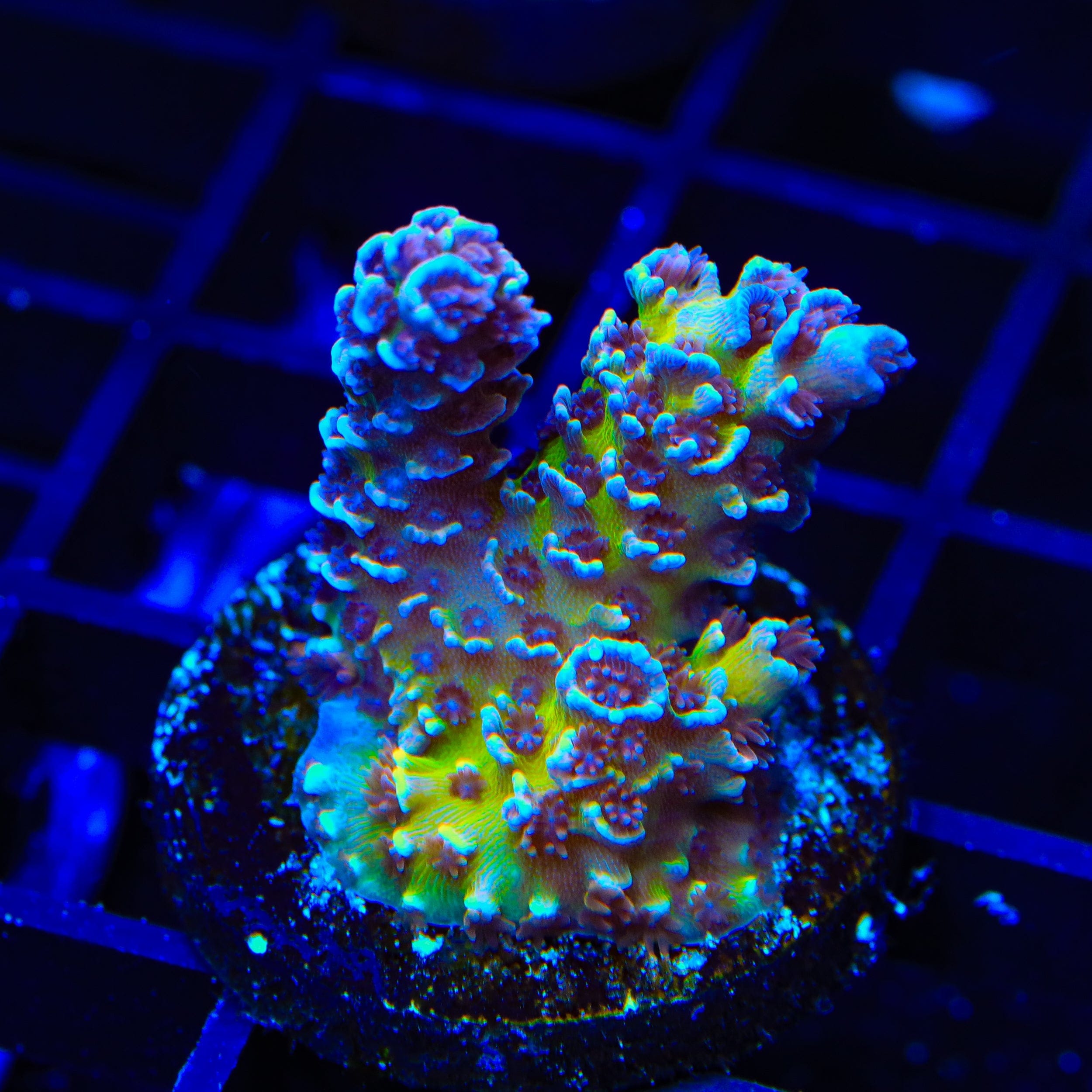 TSA Nebula Tenuis Acropora XL Frag Coral