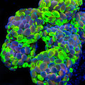TSA Neon Bicolor Splatter Hammer Coral