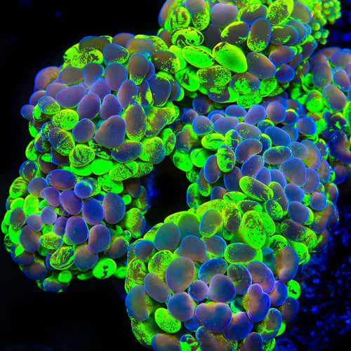 TSA Neon Bicolor Splatter Hammer Coral