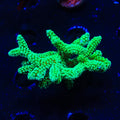 TSA Neon Green Birdsnest XL Frag Coral