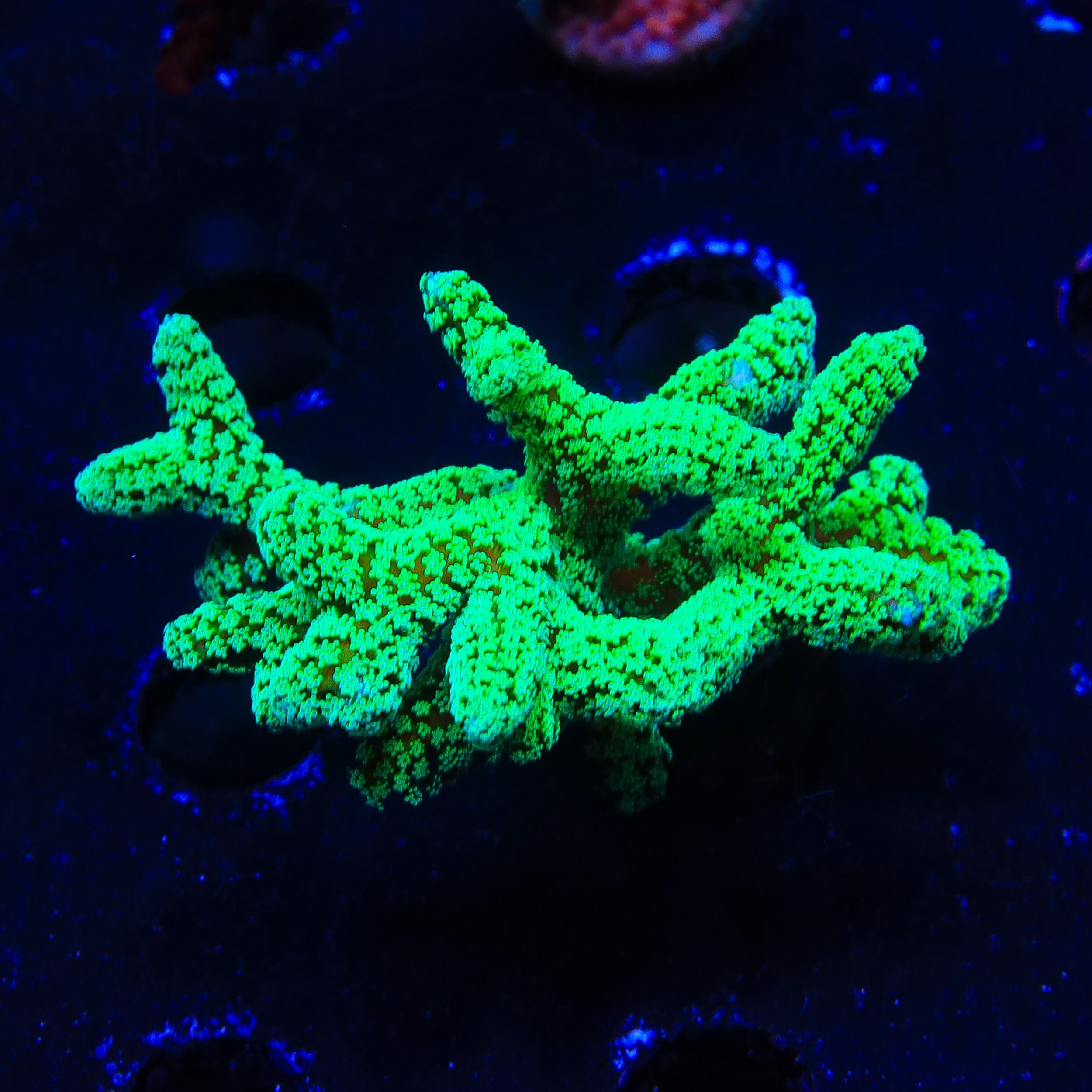 TSA Neon Green Birdsnest XL Frag Coral