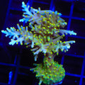 TSA Neon Nectar Dragon Acropora XL Frag Coral