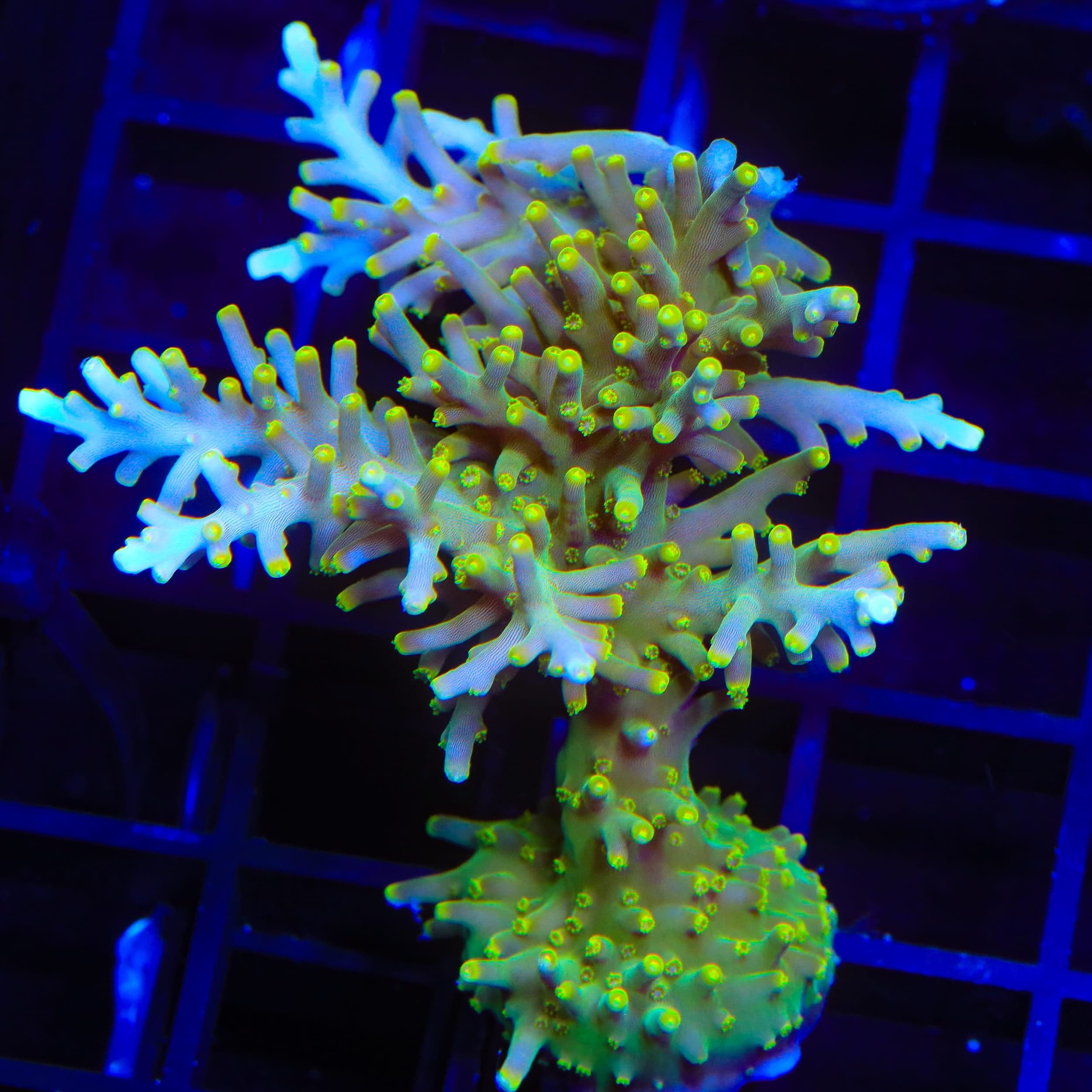 TSA Neon Nectar Dragon Acropora XL Frag Coral