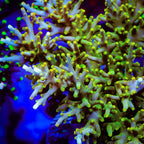 TSA Neon Nectar Dragon Acropora XL Frag Coral
