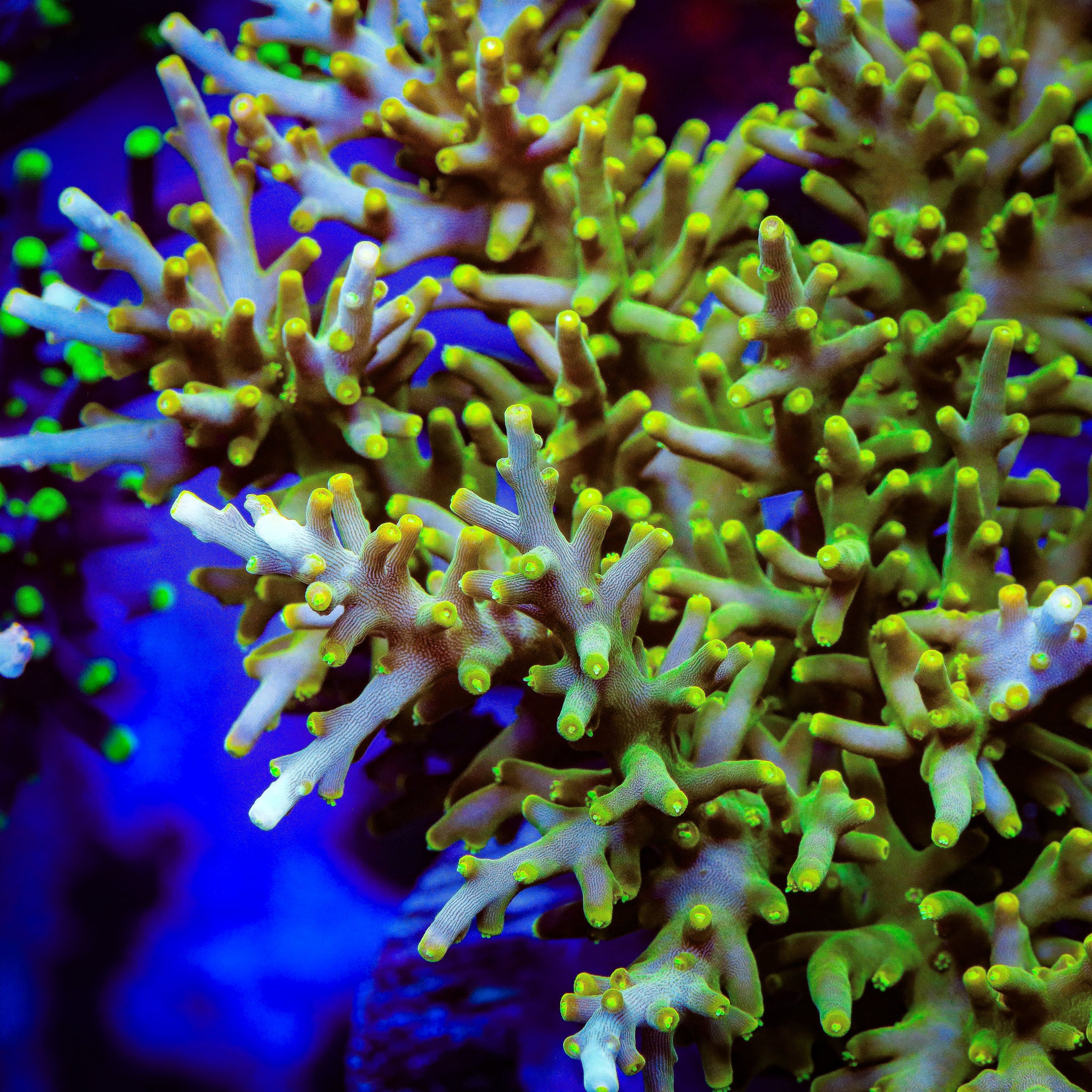 TSA Neon Nectar Dragon Acropora XL Frag Coral