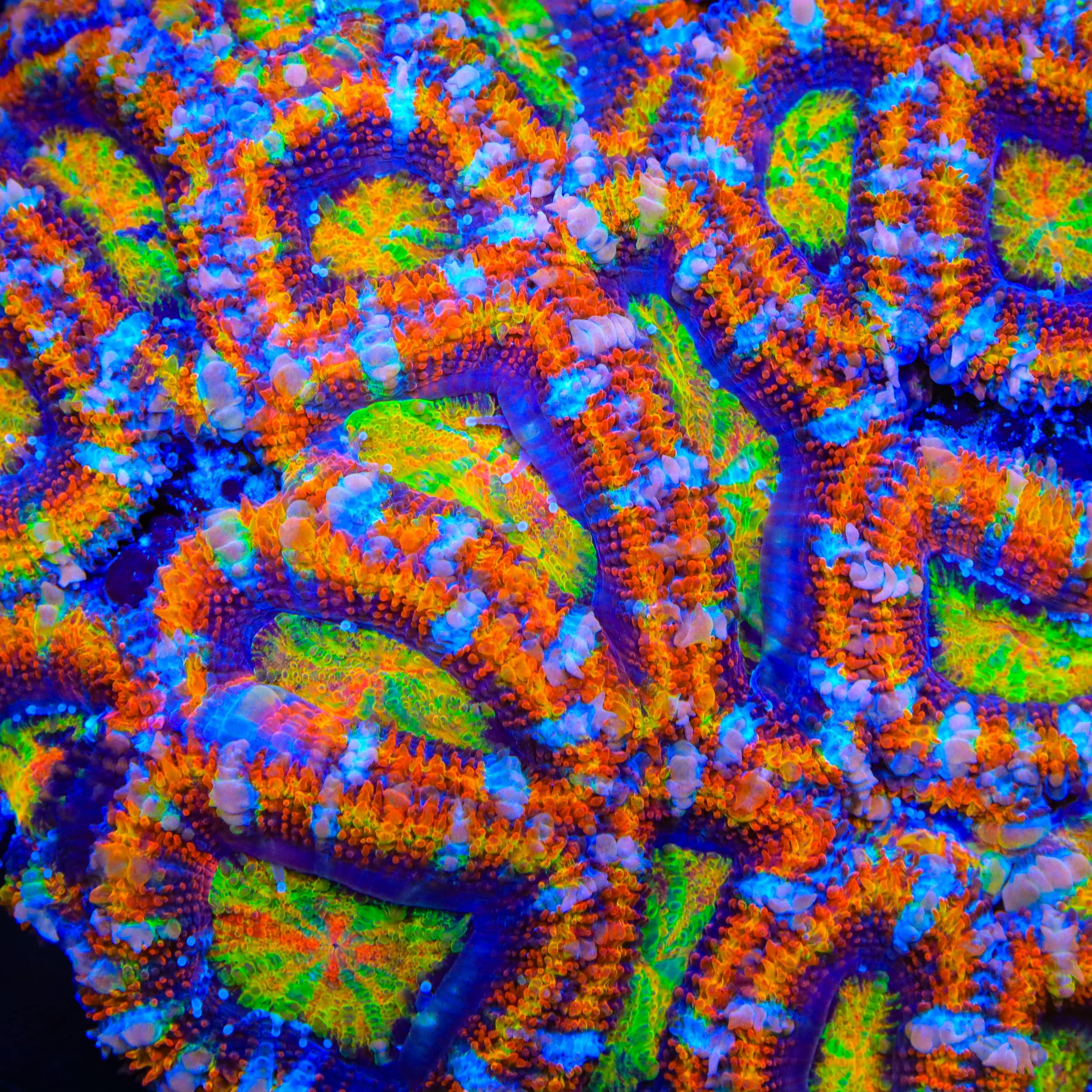 TSA Neon Nugget Acan Coral