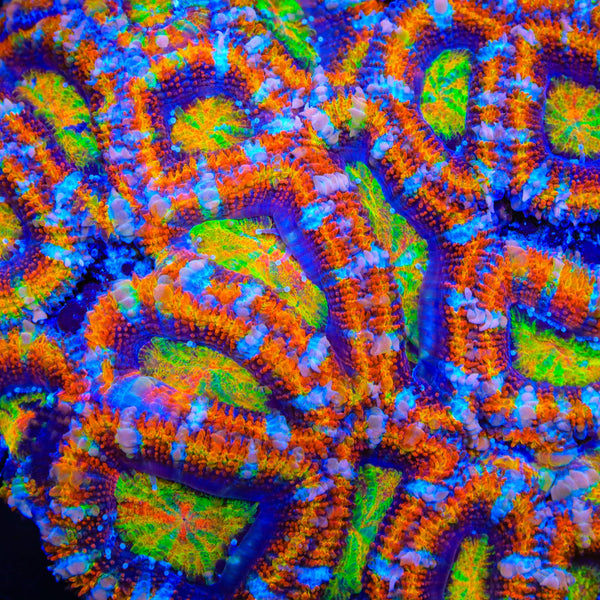 TSA Neon Nugget Acan Coral