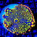 TSA Neon Skittles Mushroom Coral