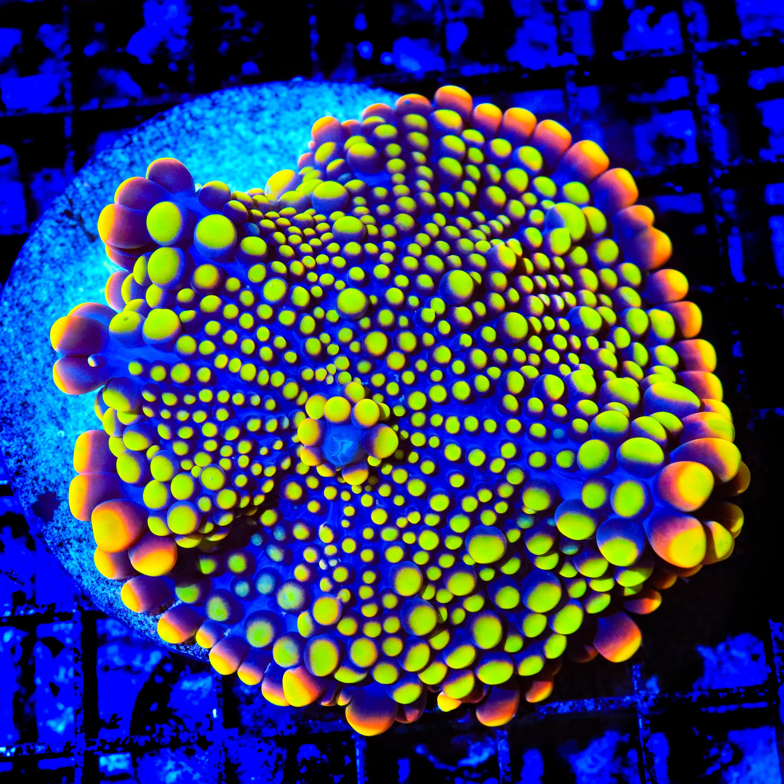 TSA Neon Skittles Mushroom Coral