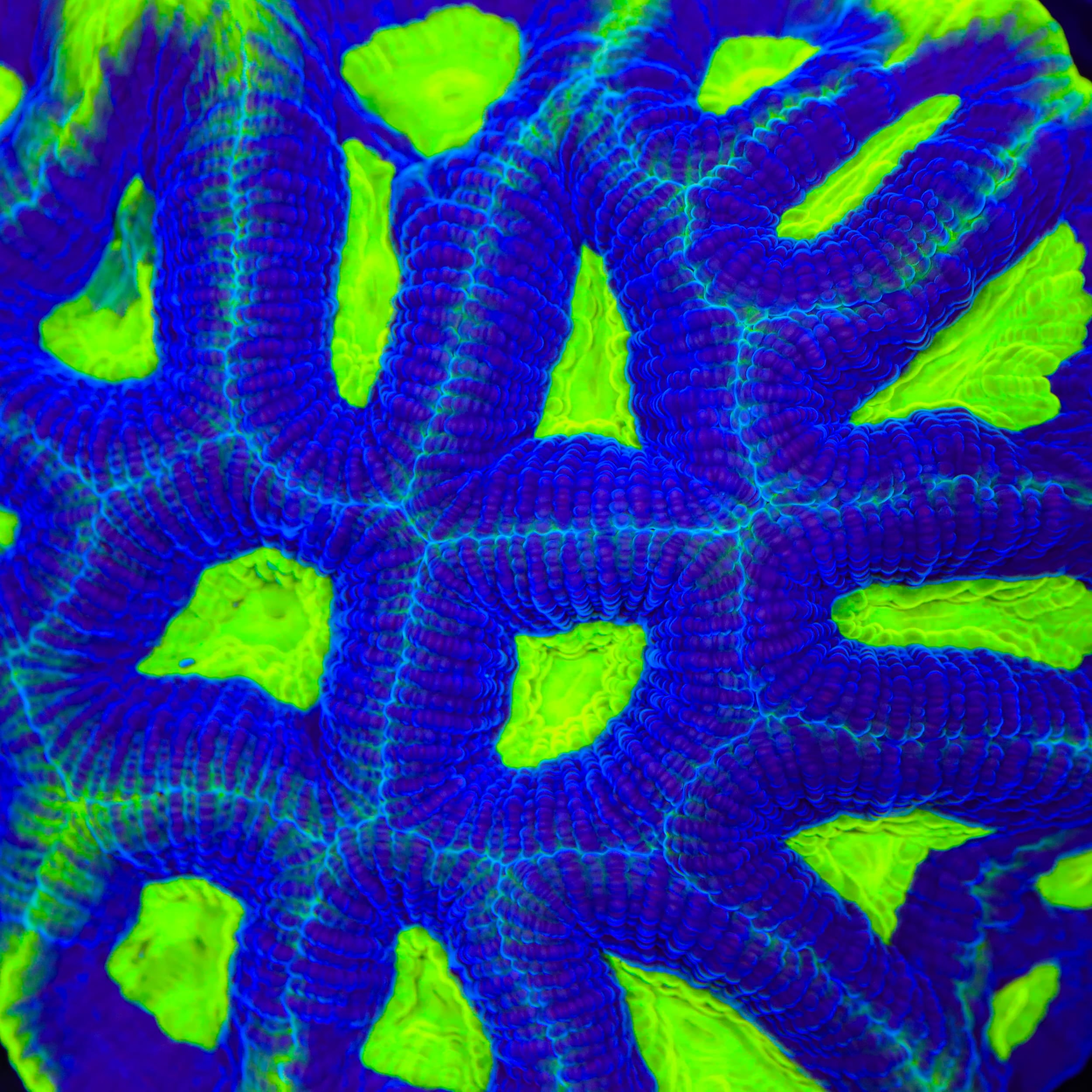 TSA Night Flyer Favia Coral