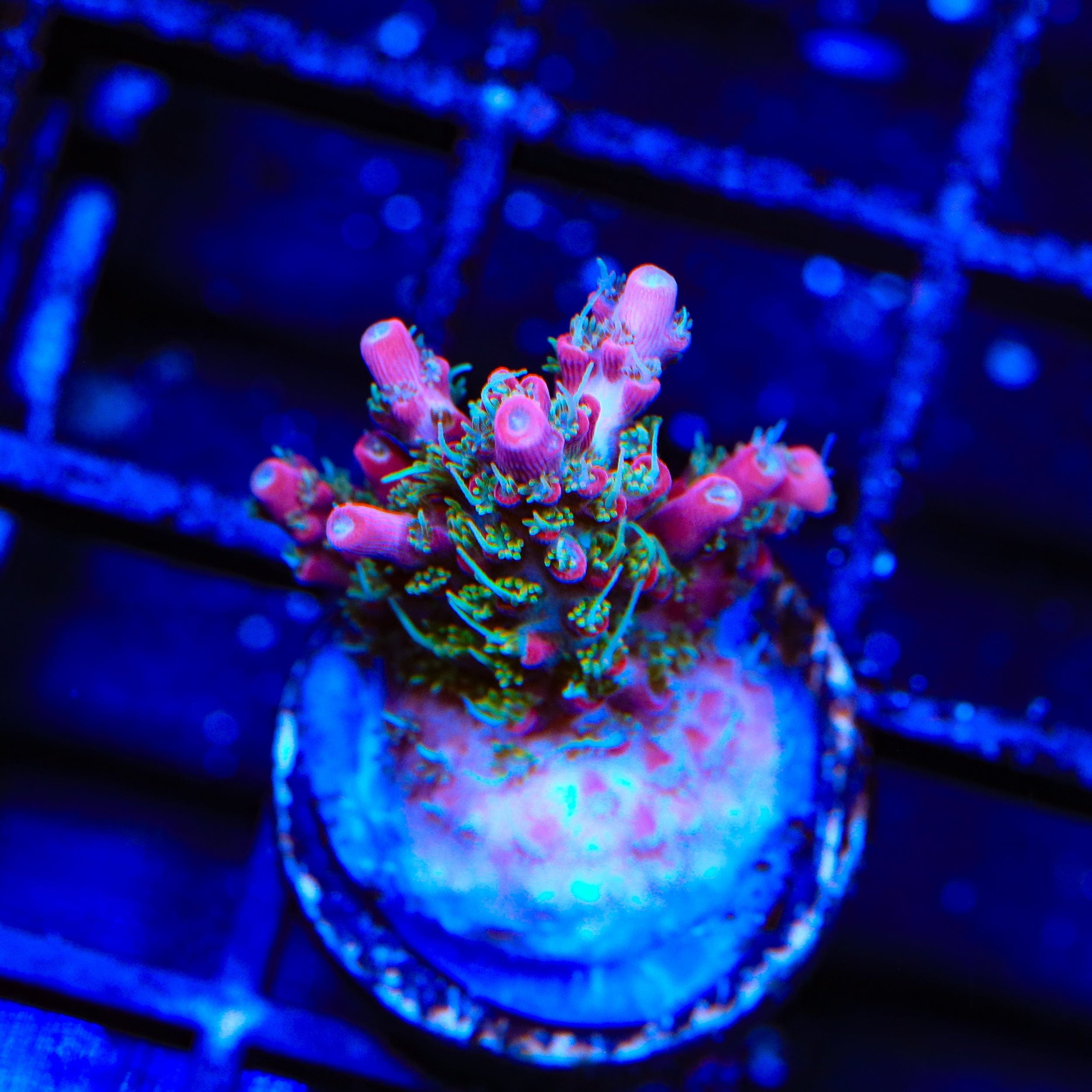 TSA Night Hawk Acropora Coral