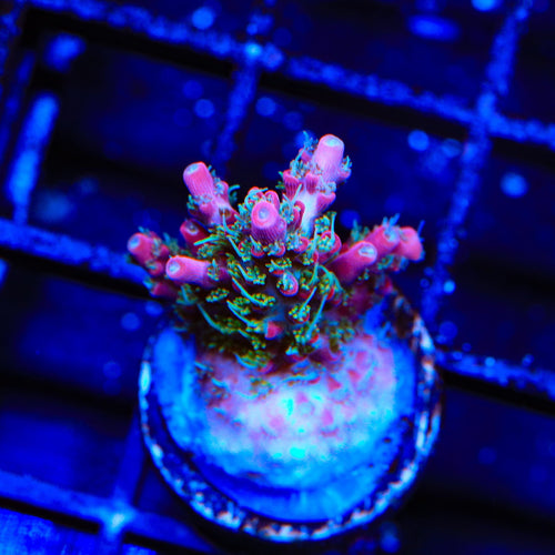 TSA Night Hawk Acropora Coral