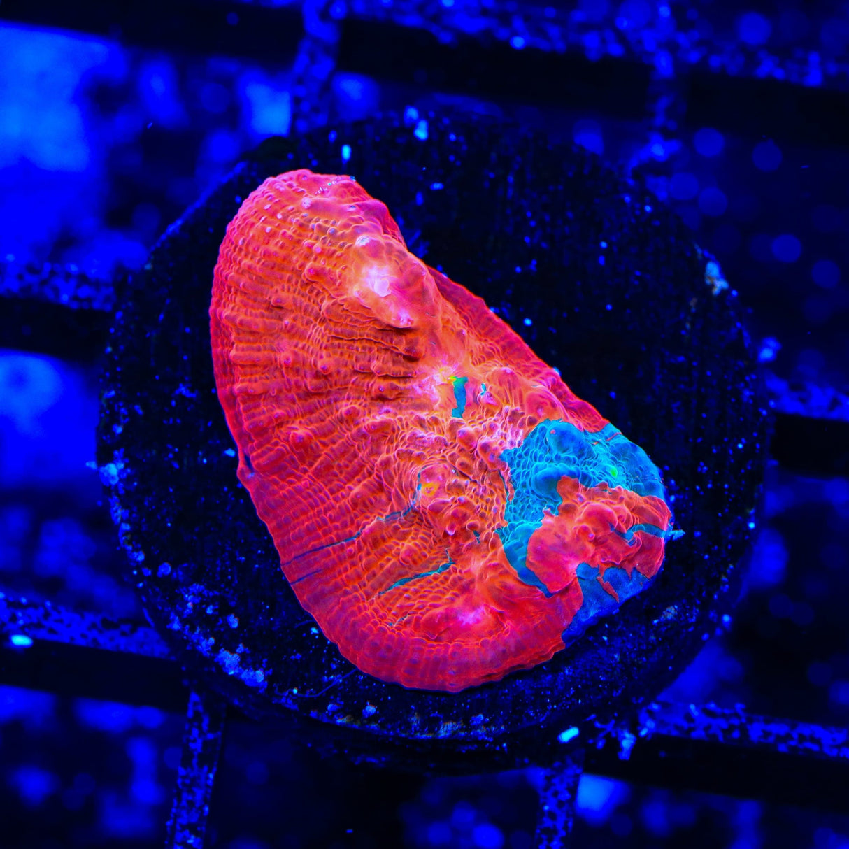 TSA Nightmare on Elm Chalice Coral