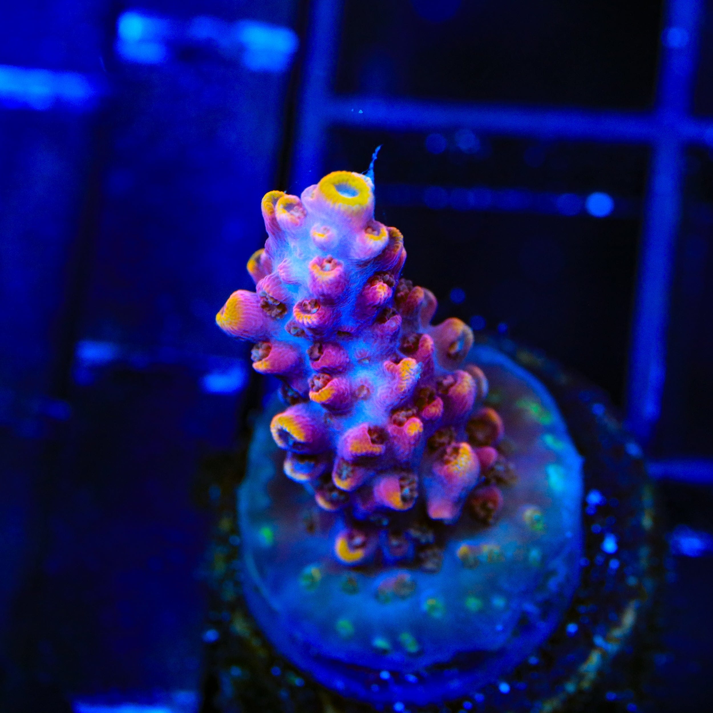 TSA Nightshade Acropora Coral