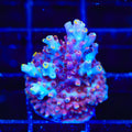 TSA Nightshade Acropora Coral