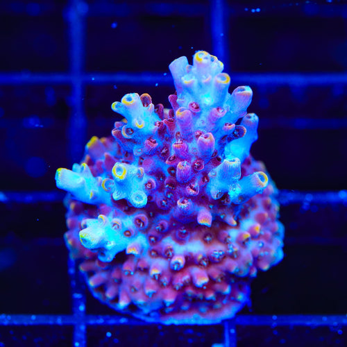 TSA Nightshade Acropora Coral