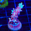 TSA Nightshade Acropora Coral